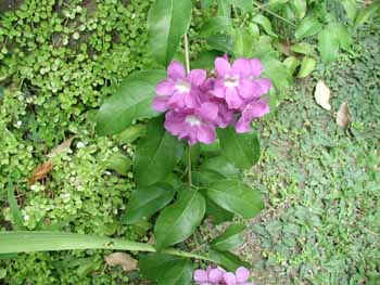 P1010037